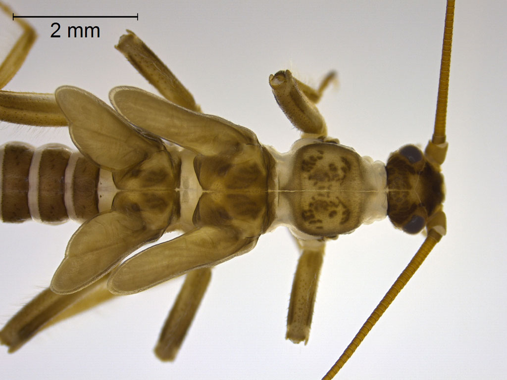 Rhabdiopteryx acuminata